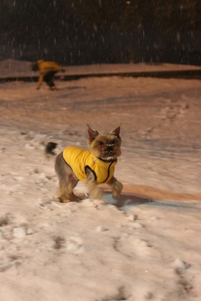 Первый снег в Киеве: фоторепортаж с заснеженных улиц 22