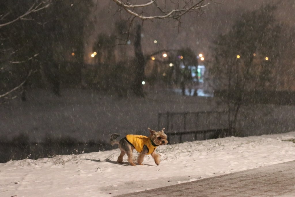 Первый снег в Киеве: фоторепортаж с заснеженных улиц 28