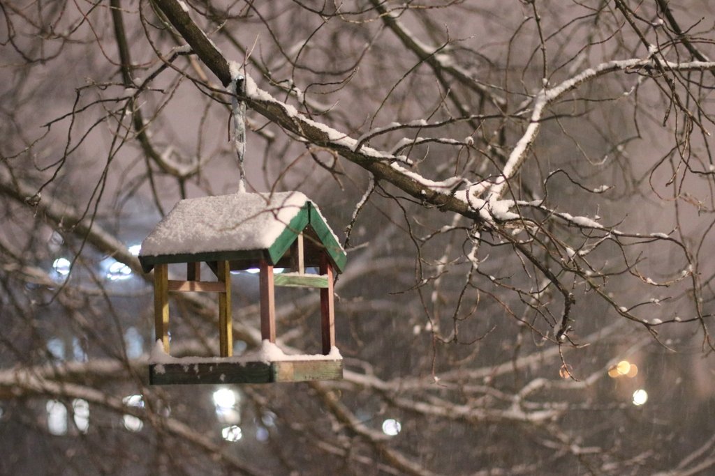 Первый снег в Киеве: фоторепортаж с заснеженных улиц 30