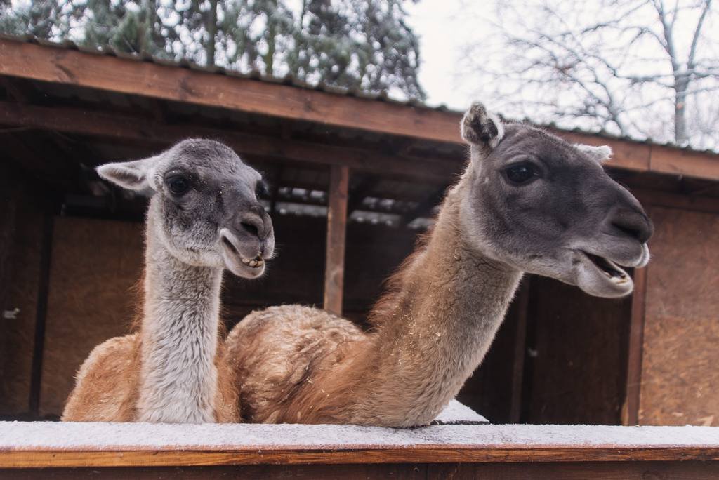 Зимова країна на ВДНГ: какие локации работают в самом большом парке праздничных развлечений Киева 13