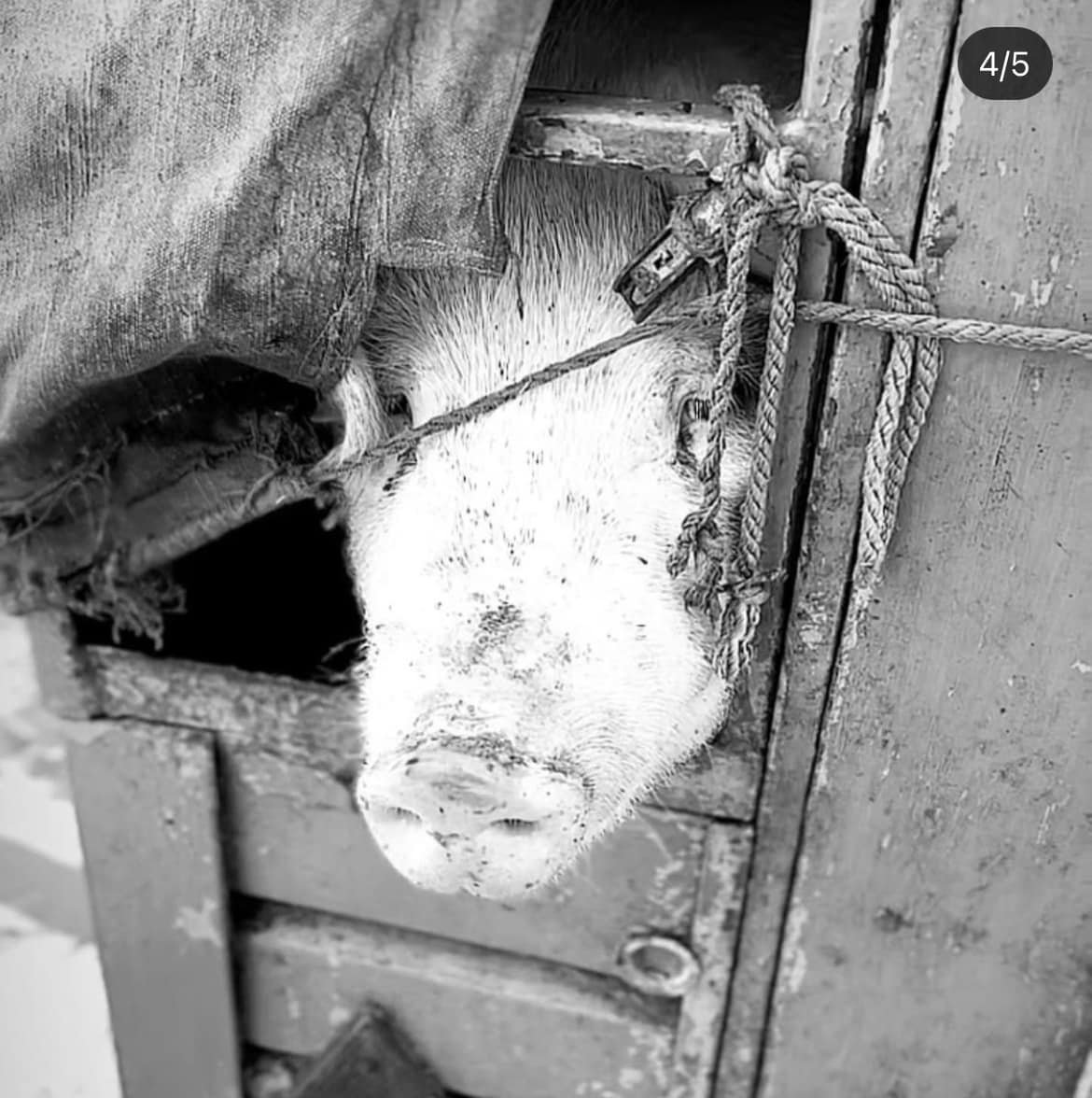 В Киеве в тату-салон привели свинью, чтобы набить ей на спине купола и установить рекорд 4