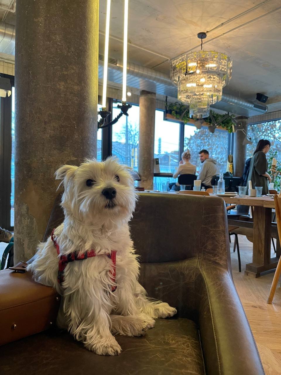 В Киеве открыли новое израильское кафе Shalom: цены, меню, интерьер 3