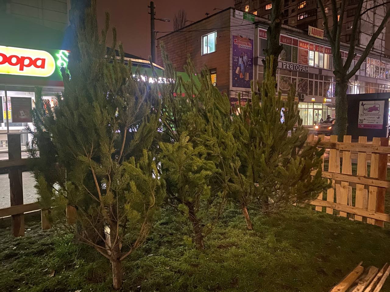 В Киеве начали работать елочные базары: сколько стоит хвойное дерево на Новый год 2022 6
