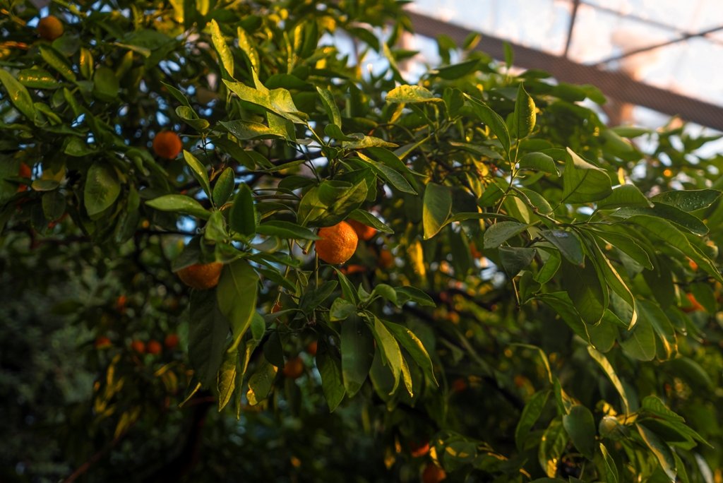 В Оранжерее на ВДНГ начнут работать фотозоны и теплый бар: как попасть на вечеринку Hendrick's Bar 7