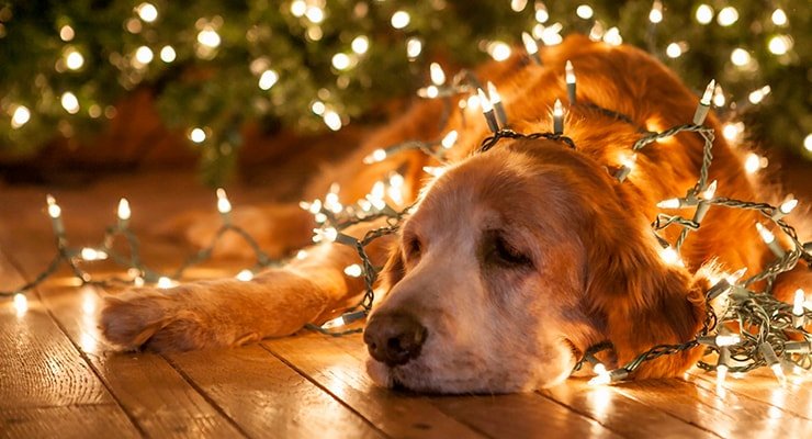 Как сделать, чтобы новогодние елки не навредили домашним питомцам: советы ветеринаров 2