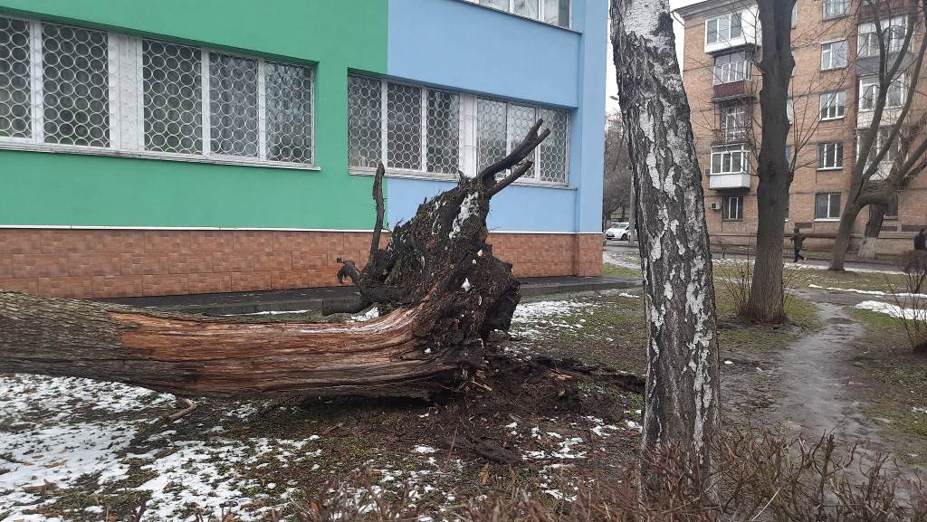 В Киеве возле детской поликлиники на здание обрушилось дерево 1