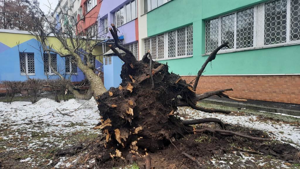 В Киеве возле детской поликлиники на здание обрушилось дерево 2