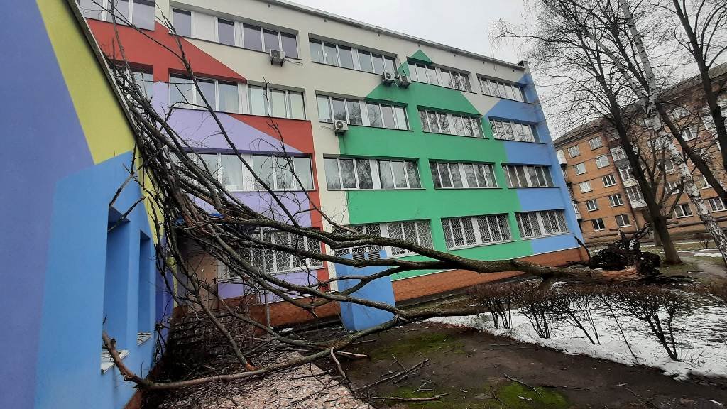 В Киеве возле детской поликлиники на здание обрушилось дерево 4