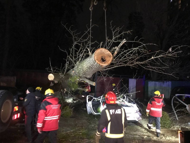 Последствия падения дерева на Верховинной в Киеве, где погиб мужчина: фото и видео с места 4