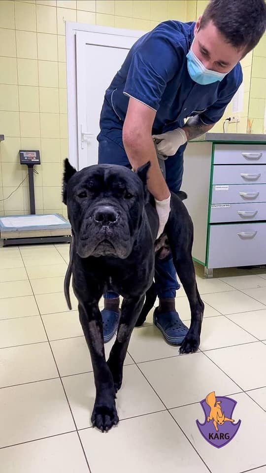 В Киеве спасли от усыпления пса, который пять дней сторожил тело умершего хозяина: собаке ищут дом 1