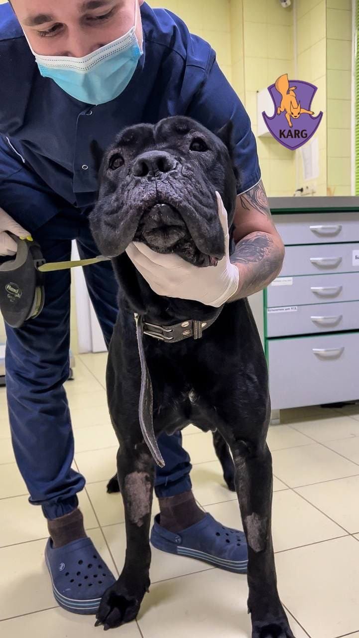 В Киеве спасли от усыпления пса, который пять дней сторожил тело умершего хозяина: собаке ищут дом 2