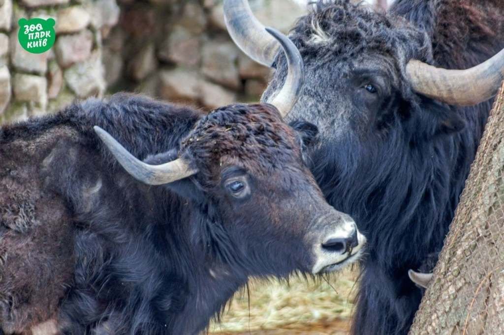 Киевский зоопарк на День влюбленных дарит бесплатный вход: но есть условия 1