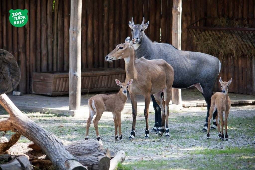 Киевский зоопарк на День влюбленных дарит бесплатный вход: но есть условия 4