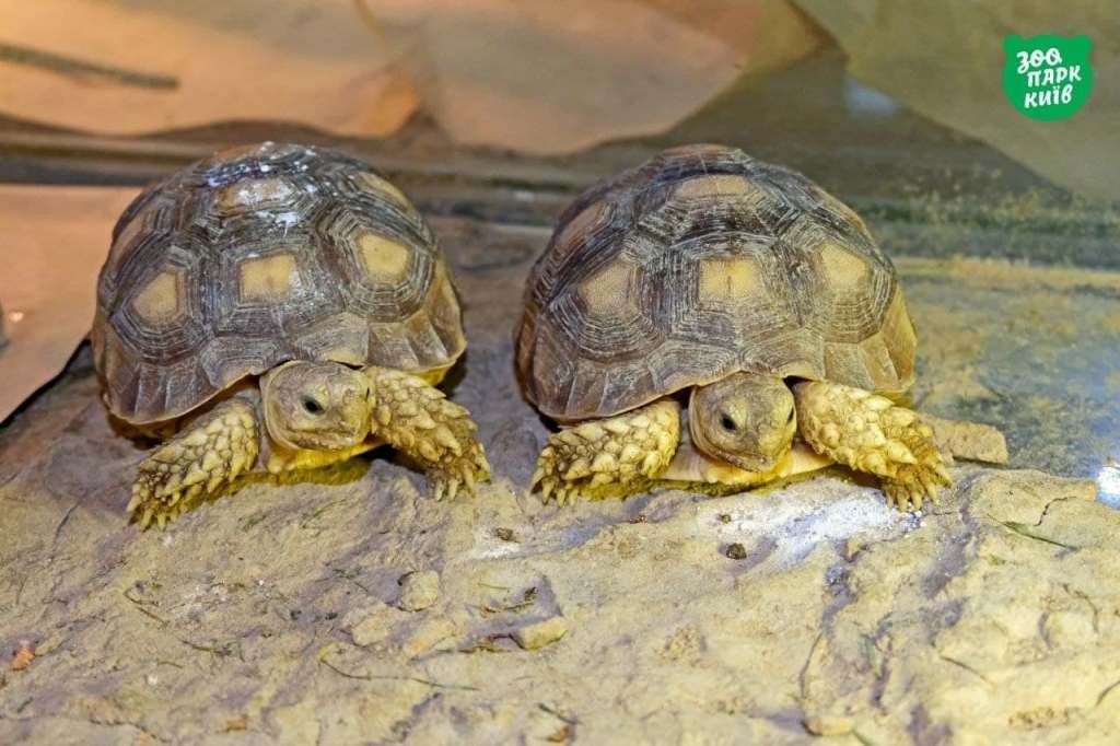 Киевский зоопарк на День влюбленных дарит бесплатный вход: но есть условия 5