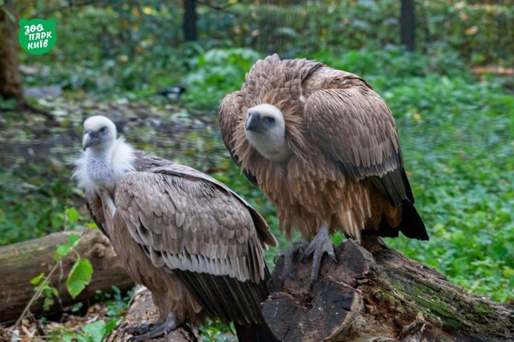 Киевский зоопарк на День влюбленных дарит бесплатный вход: но есть условия 7