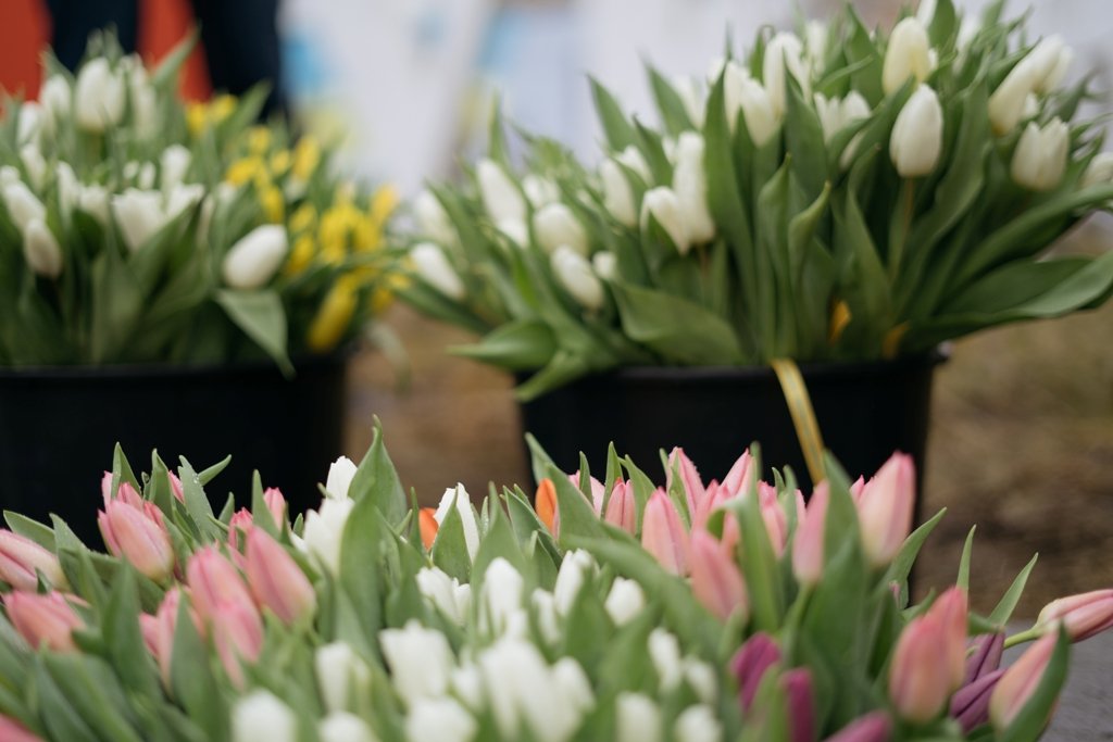 В Киеве на Майдане прохожим раздали 5000 тюльпанов 8