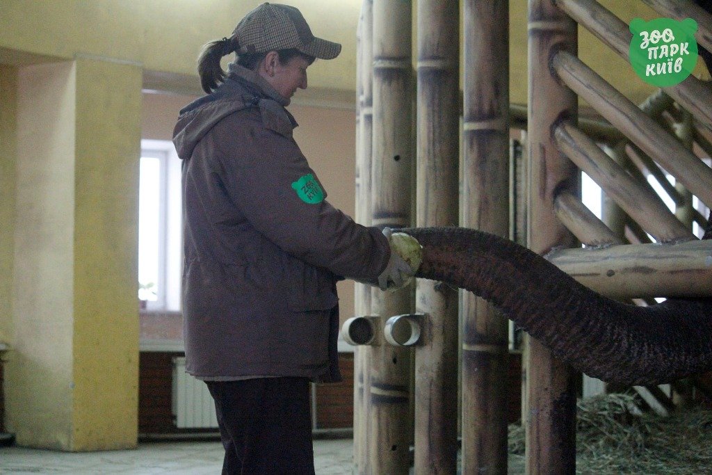 Что происходит сегодня в Киевском зоопарке: фото 1