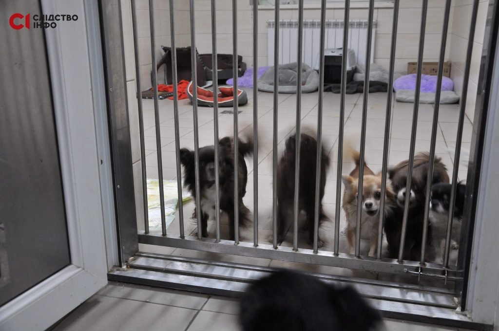 На Межигорье упало две бомбы: как живет парк и его обитатели во время войны 5