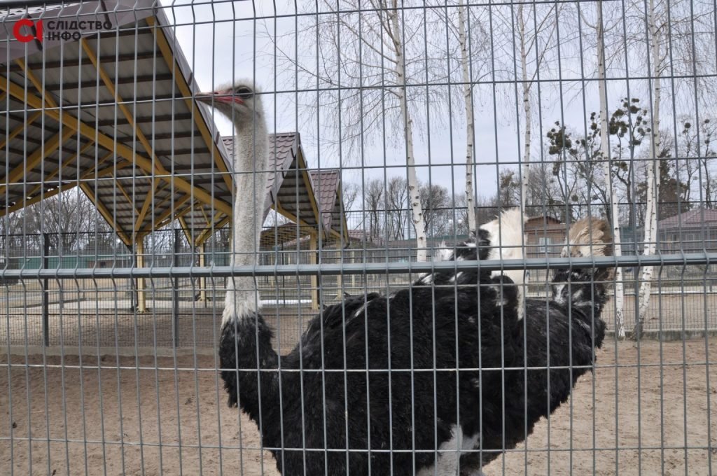 На Межигорье упало две бомбы: как живет парк и его обитатели во время войны 10