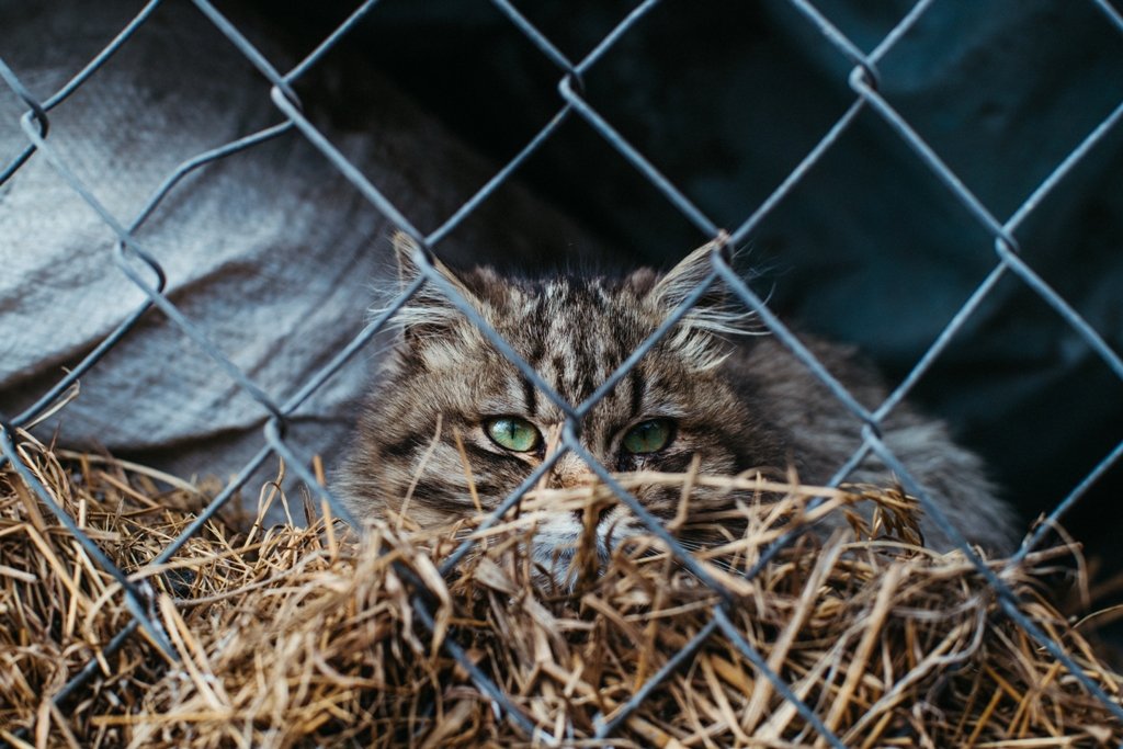 Ситуация с электричеством, разрушениями и разминированием в Киевской области: фоторепортаж 8