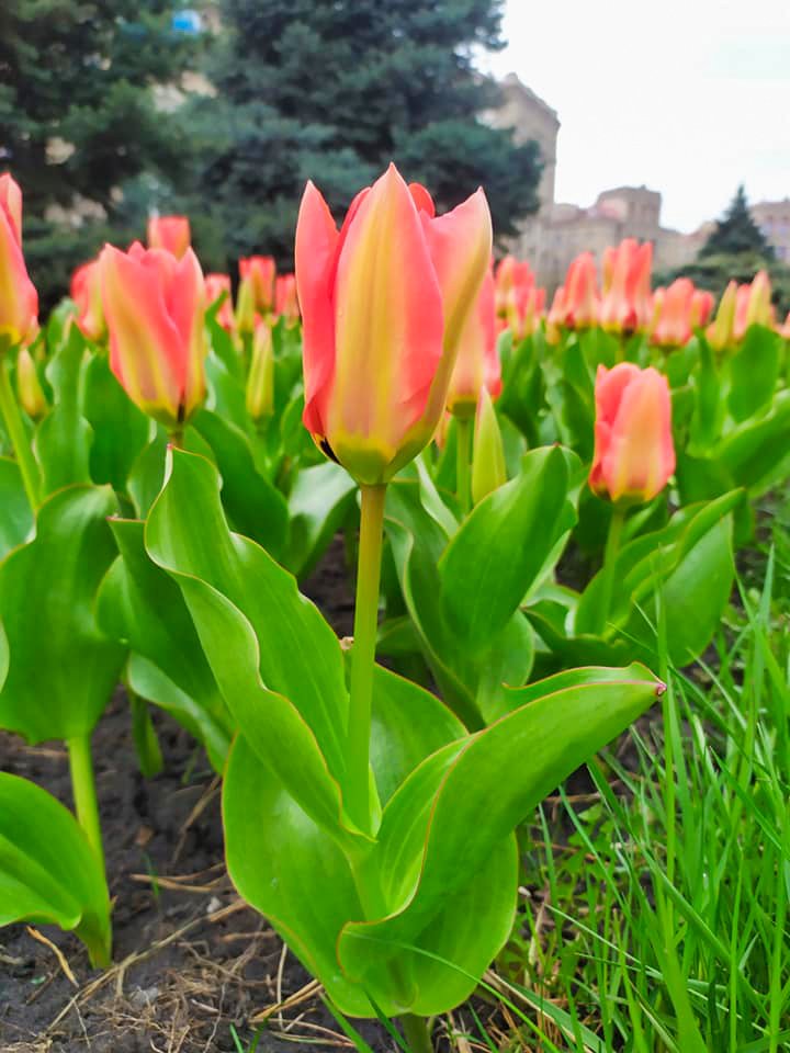 В центре Киева расцвели 100 тысяч тюльпанов: фотографии 1