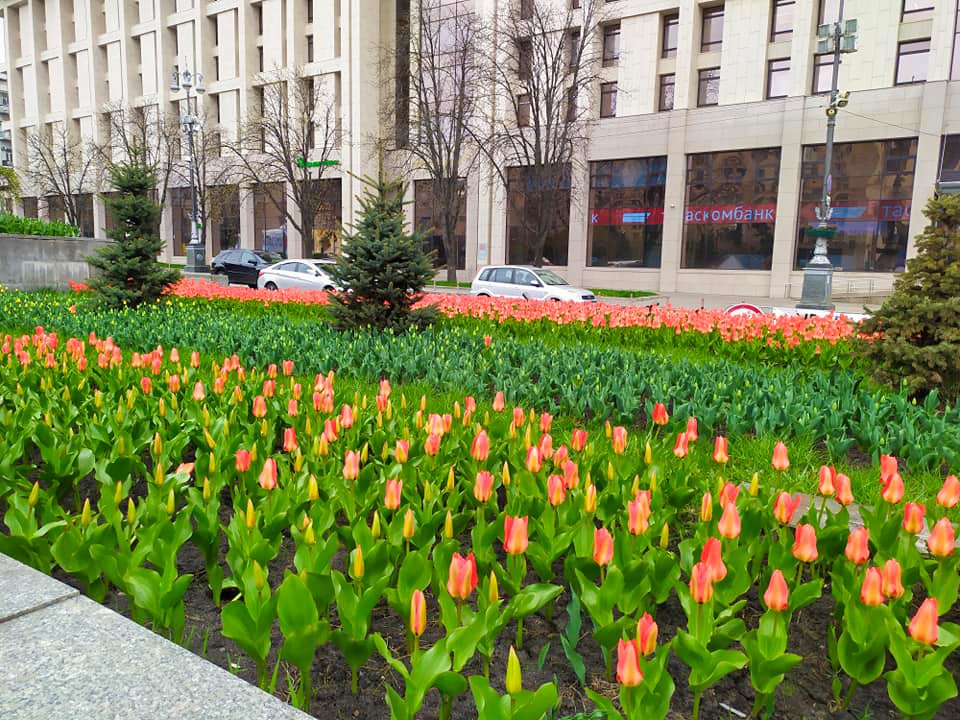 В центре Киева расцвели 100 тысяч тюльпанов: фотографии 2