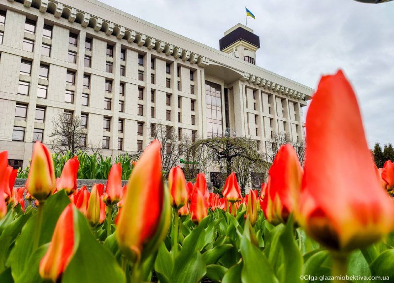 В центре Киева расцвели 100 тысяч тюльпанов: фотографии 3