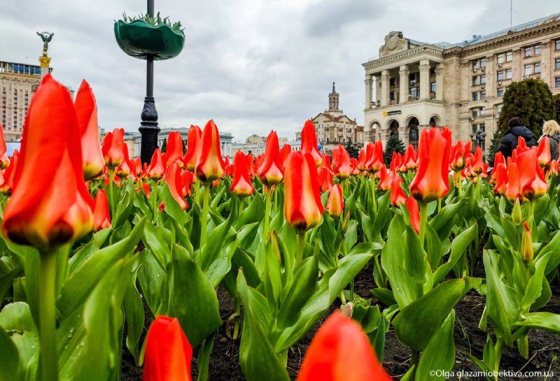 В центре Киева расцвели 100 тысяч тюльпанов: фотографии 4
