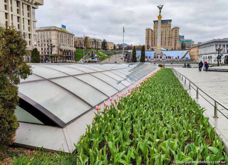 В центре Киева расцвели 100 тысяч тюльпанов: фотографии 5