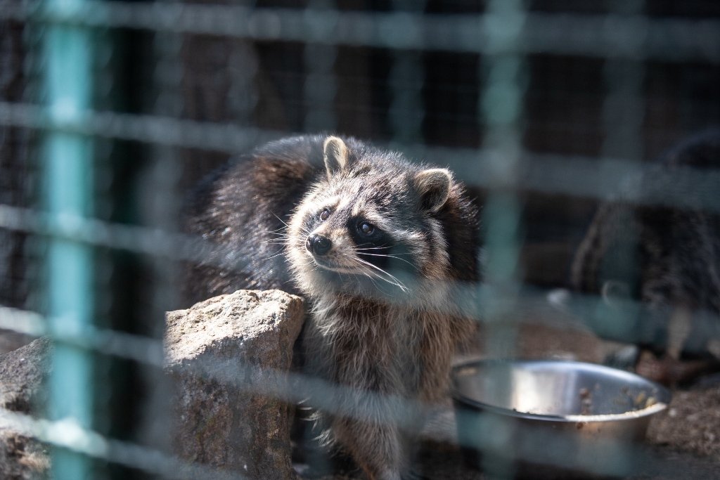 В Киевский зоопарк эвакуировали животных из Харькова: как сейчас чувствуют себя звери 1