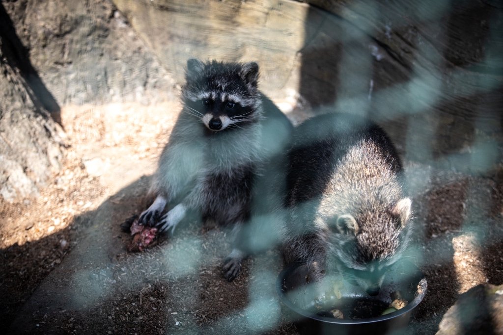 В Киевский зоопарк эвакуировали животных из Харькова: как сейчас чувствуют себя звери 3