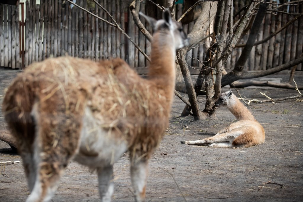 В Киевский зоопарк эвакуировали животных из Харькова: как сейчас чувствуют себя звери 4