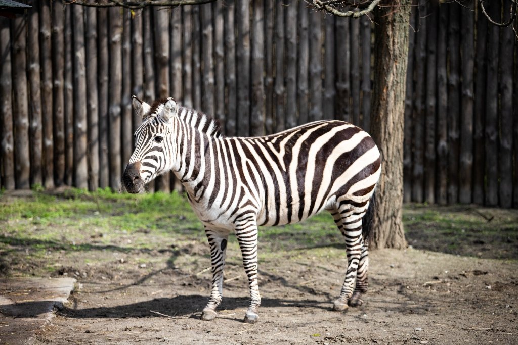 В Киевский зоопарк эвакуировали животных из Харькова: как сейчас чувствуют себя звери 5