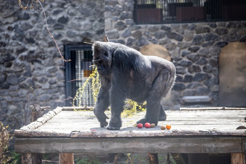 В Киевский зоопарк эвакуировали животных из Харькова: как сейчас чувствуют себя звери 6