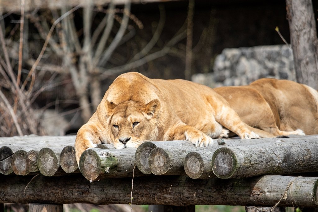 В Киевский зоопарк эвакуировали животных из Харькова: как сейчас чувствуют себя звери 7