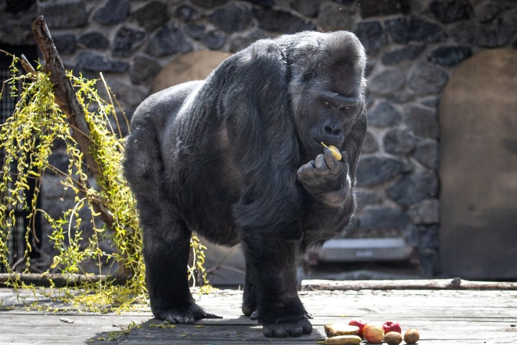 В Киевский зоопарк эвакуировали животных из Харькова: как сейчас чувствуют себя звери 8