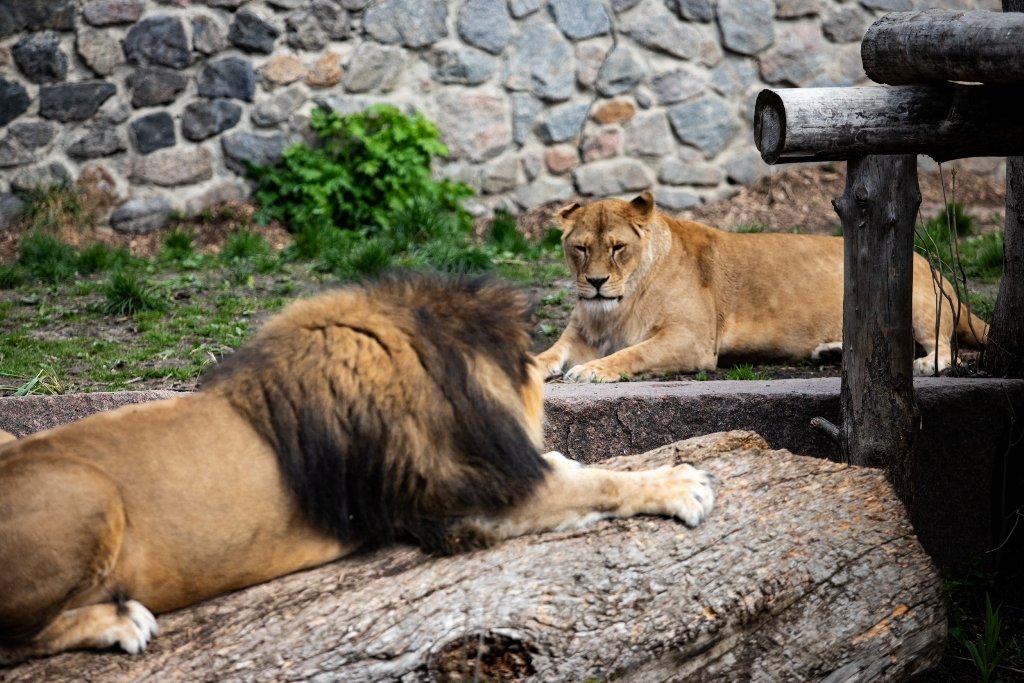 В Киевский зоопарк эвакуировали животных из Харькова: как сейчас чувствуют себя звери 9