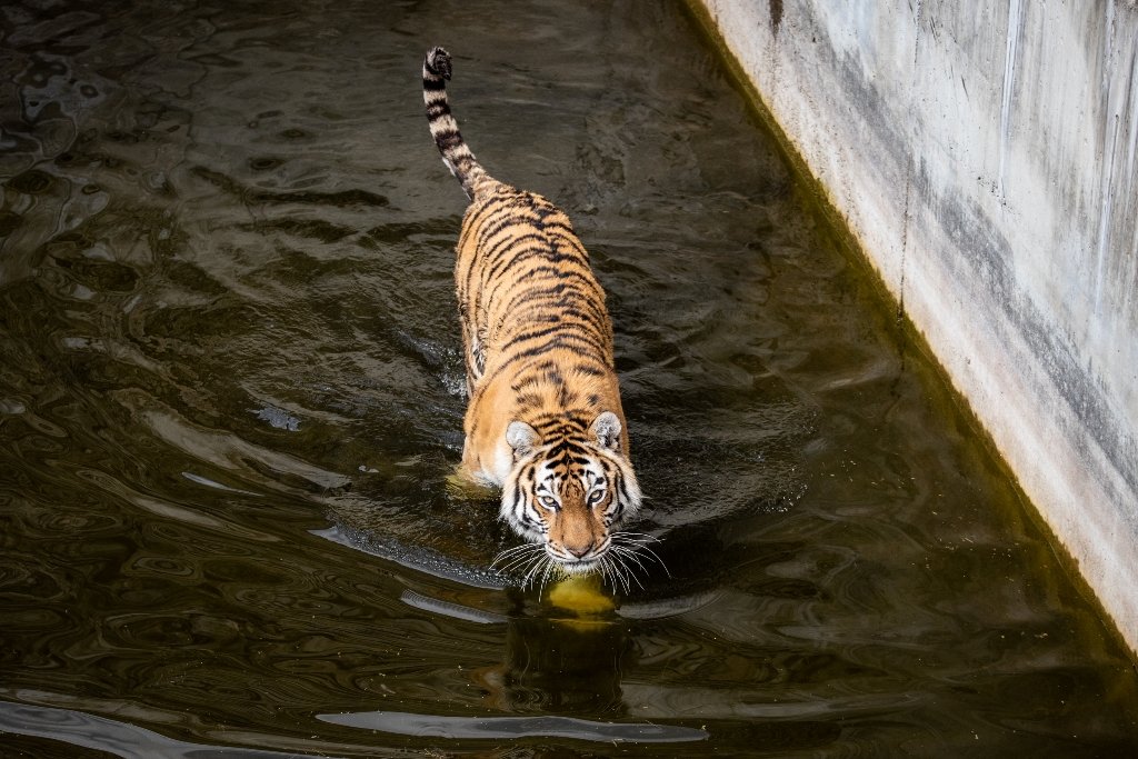 В Киевский зоопарк эвакуировали животных из Харькова: как сейчас чувствуют себя звери 10