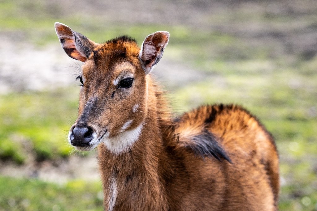 В Киевский зоопарк эвакуировали животных из Харькова: как сейчас чувствуют себя звери 11
