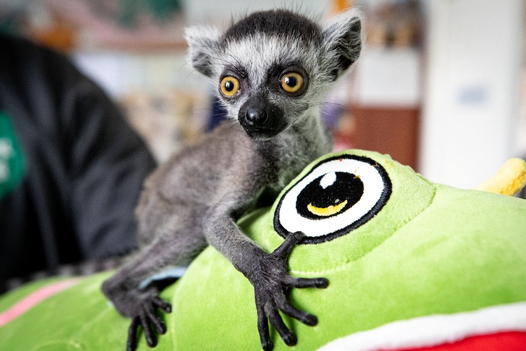 В Киевский зоопарк эвакуировали животных из Харькова: как сейчас чувствуют себя звери 12