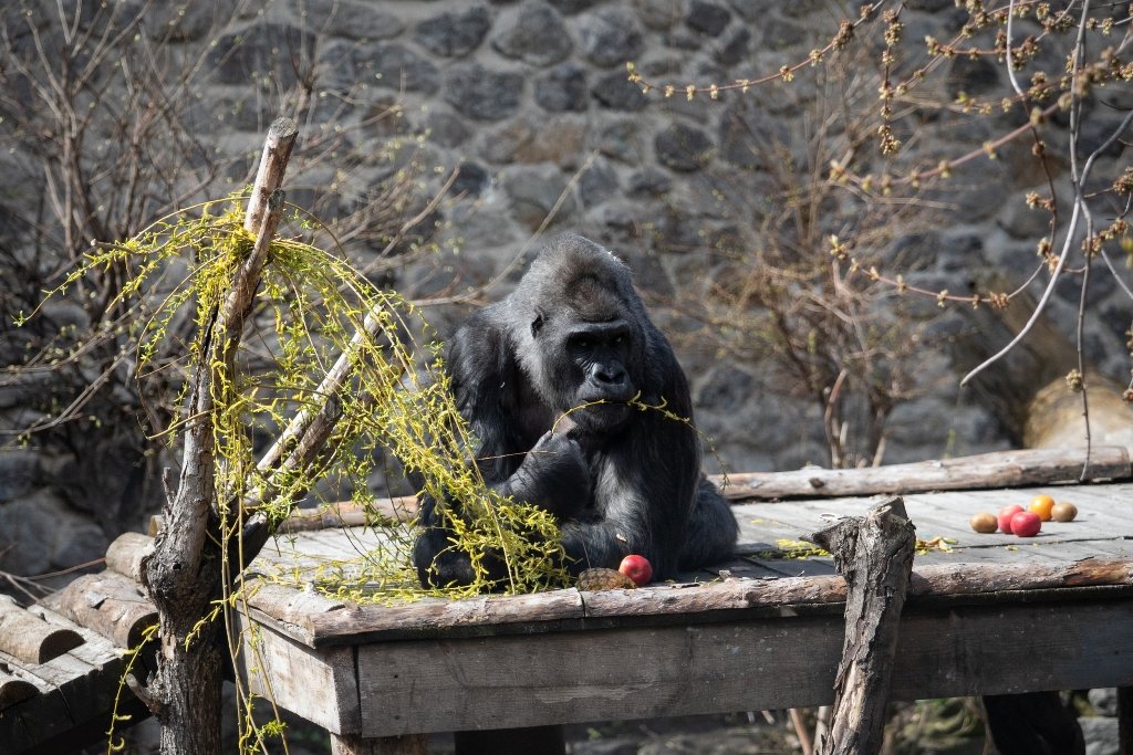 В Киевский зоопарк эвакуировали животных из Харькова: как сейчас чувствуют себя звери 13