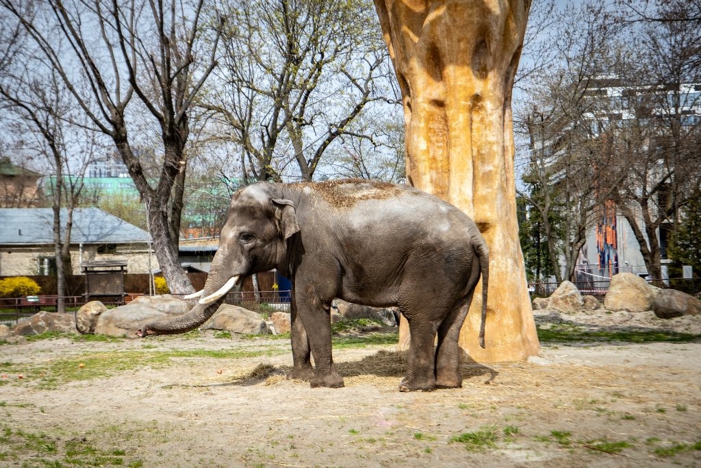 В Киевский зоопарк эвакуировали животных из Харькова: как сейчас чувствуют себя звери 15