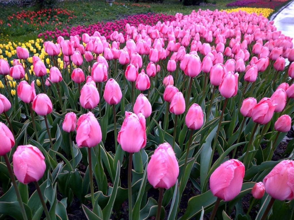 В Киеве зацвели 500 тысяч тюльпанов: где полюбоваться цветочными полянами и сделать фото 1