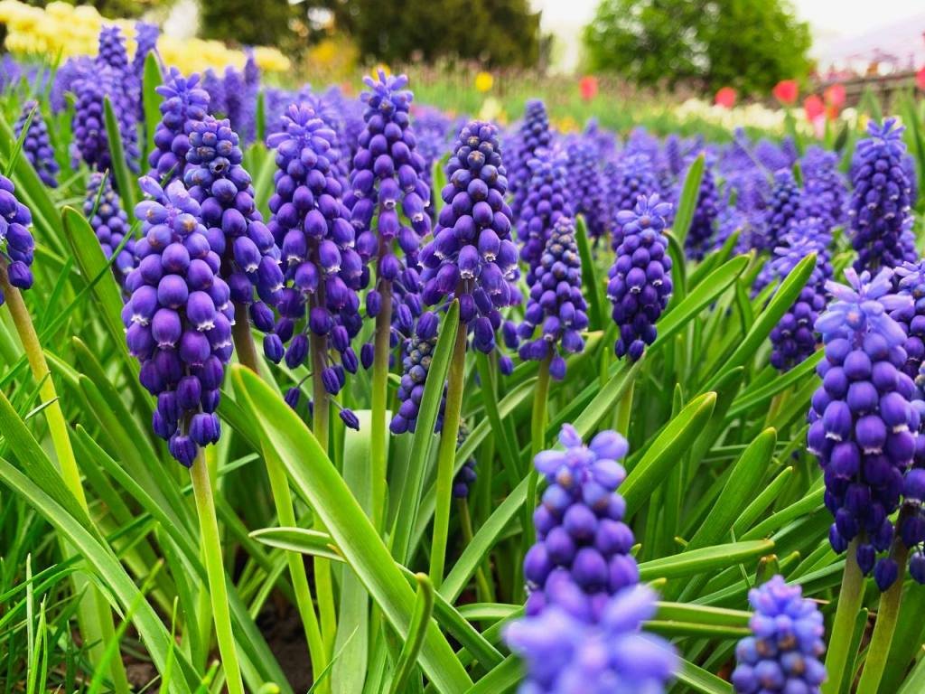 В Киеве зацвели 500 тысяч тюльпанов: где полюбоваться цветочными полянами и сделать фото 2