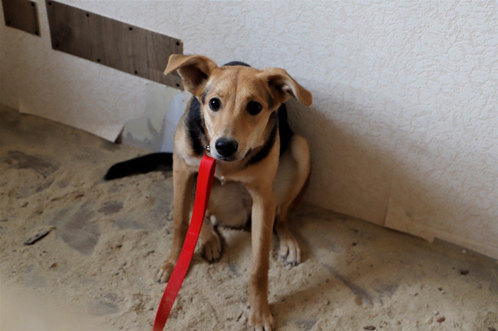 В Киеве на ВДНГ на время войны работает приют для животных 1