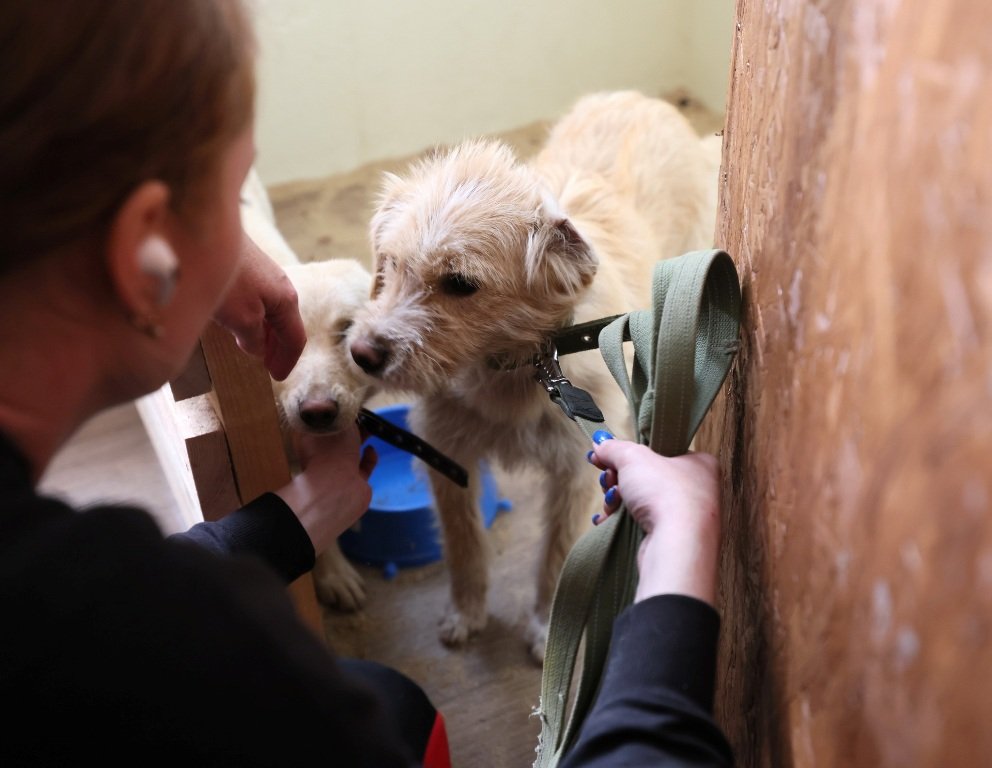 В Киеве на ВДНГ на время войны работает приют для животных 2