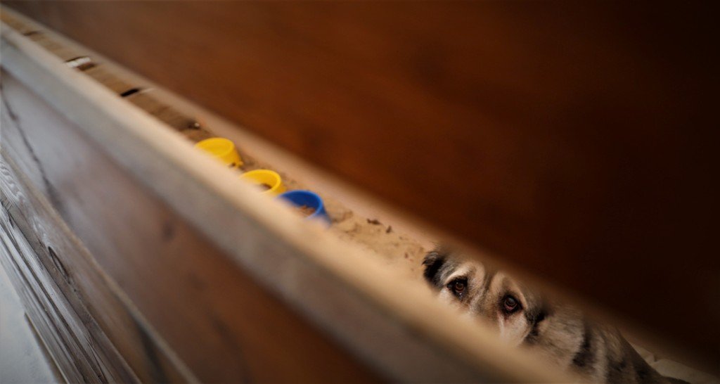 В Киеве на ВДНГ на время войны работает приют для животных 4