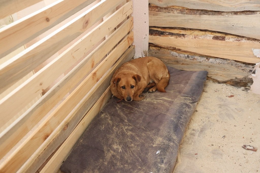 В Киеве на ВДНГ на время войны работает приют для животных 5