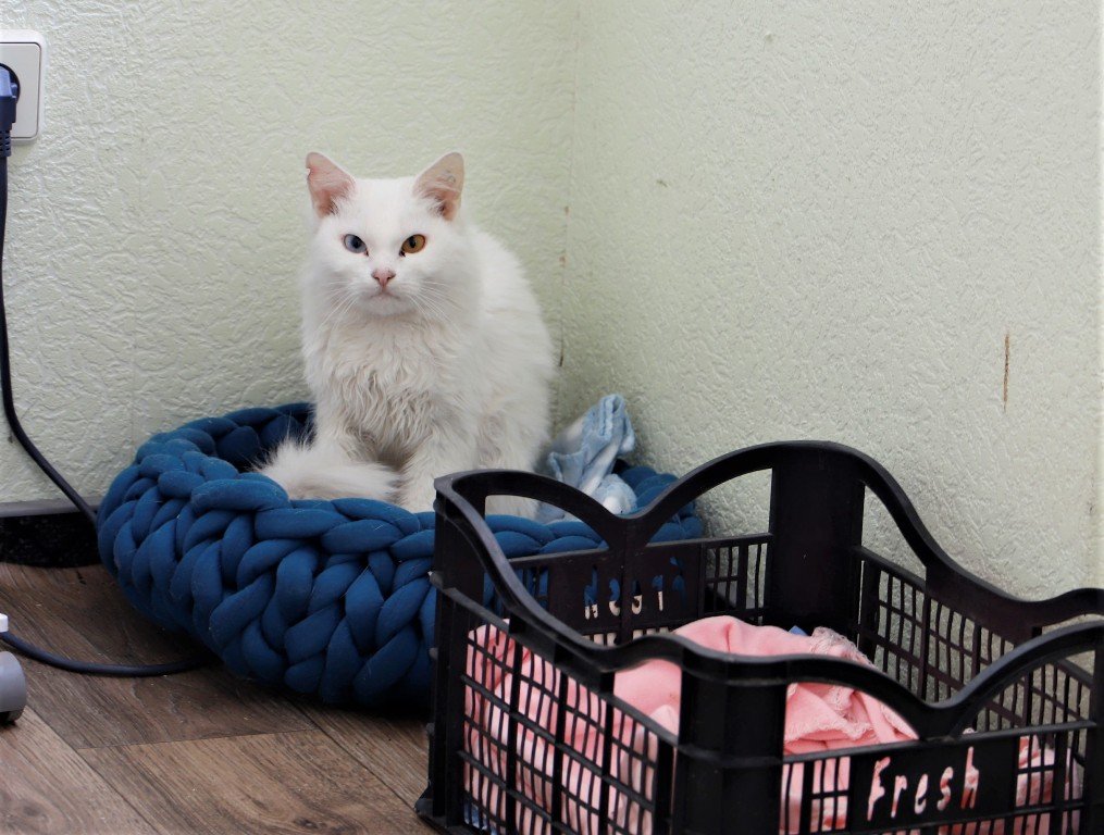 В Киеве на ВДНГ на время войны работает приют для животных 6