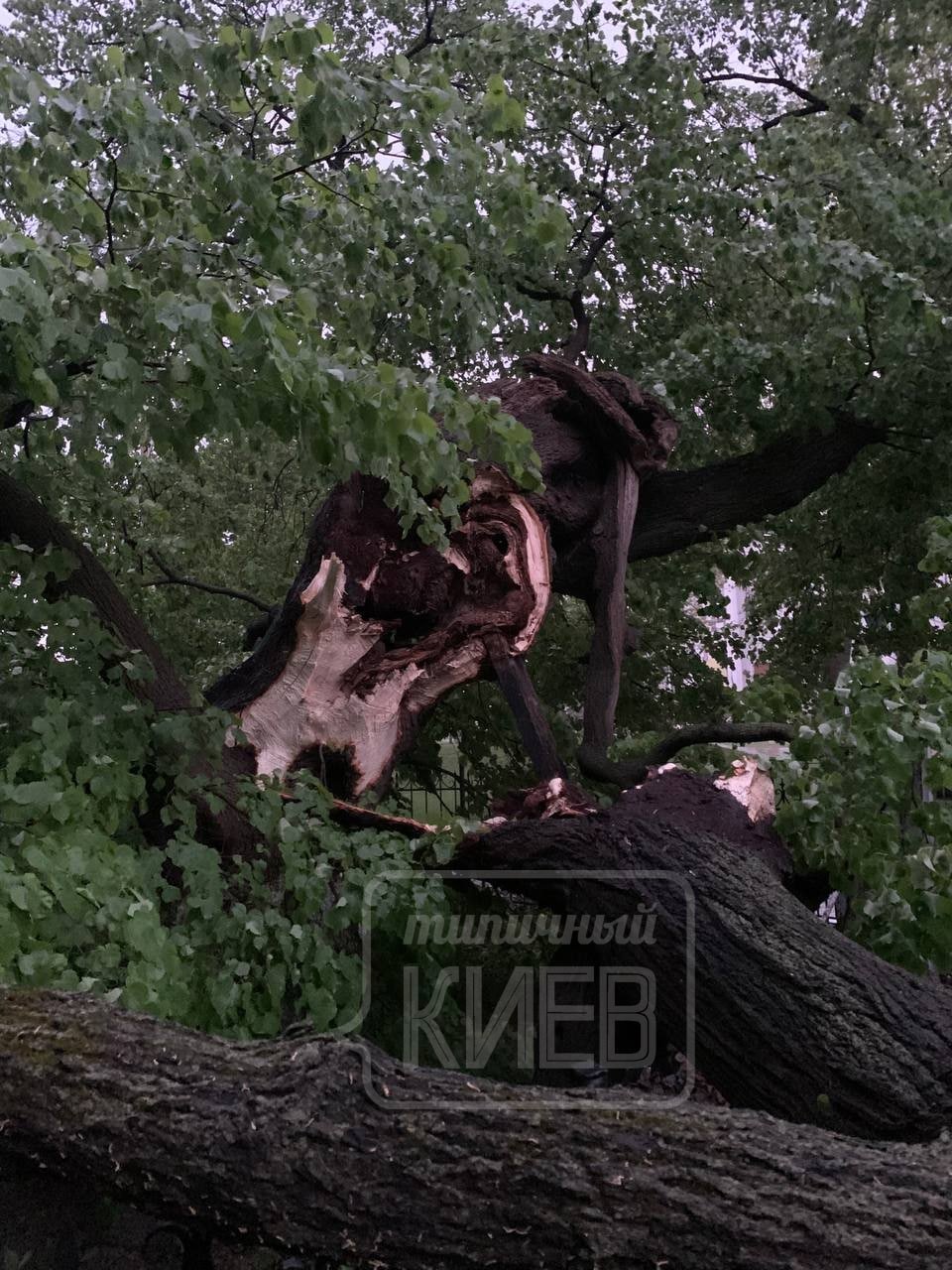 В Киеве продолжают ликвидировать последствия бури: часть города все еще без света. Фото и видео 2